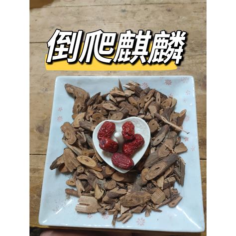 倒爬麒麟功效